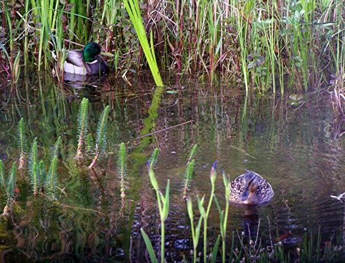 Tiere am Teich