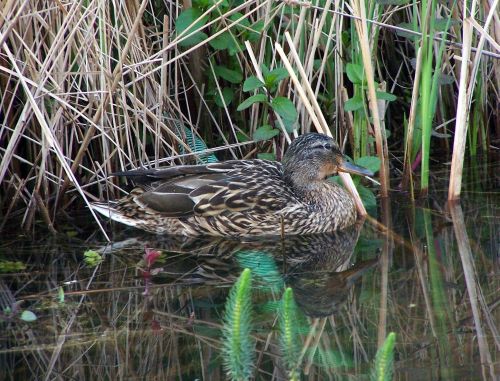 Tiere am Teich