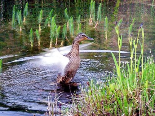 Tiere am Teich