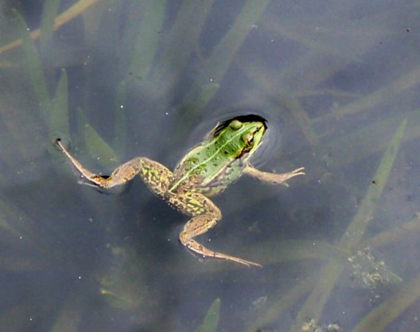 Tiere am Teich