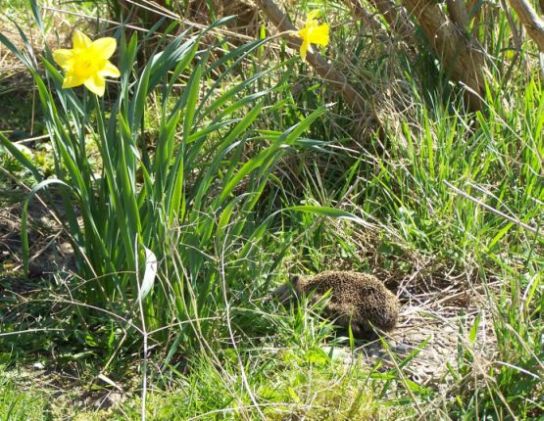 Tiere am Teich