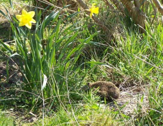 Tiere am Teich