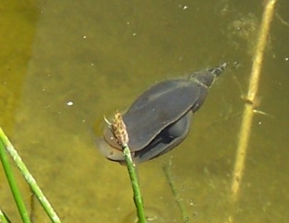 Tiere am Teich