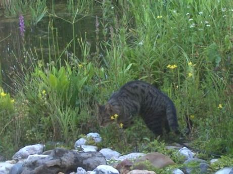 Tiere am Teich