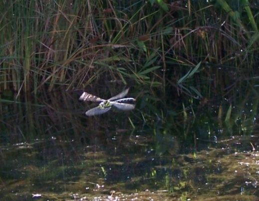 Tiere am Teich