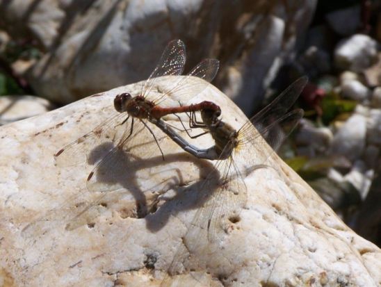 Tiere am Teich