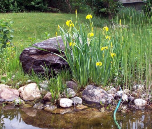 unser Teich heute