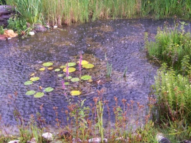 unser Teich heute