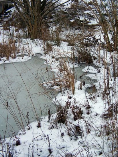 unser Teich heute