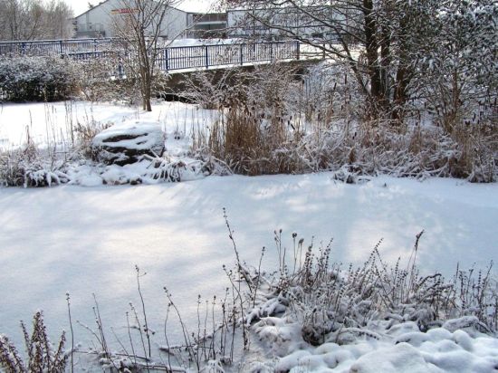 unser Teich heute