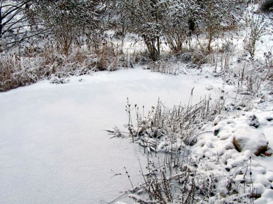 unser Teich heute