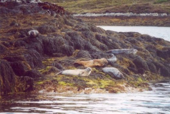 tolle Ksten in Schottland